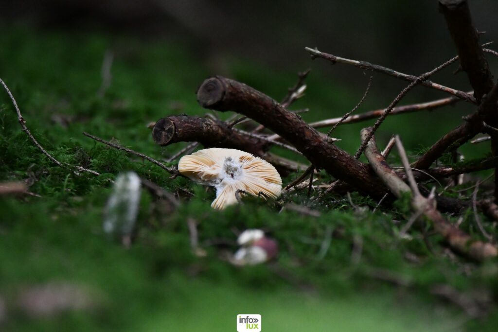 champignons Balade