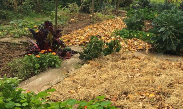 La fête au « courti » ! à Bertrix