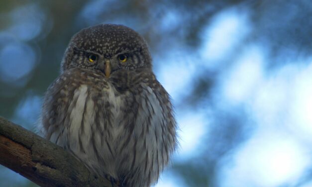 Attert : Soirée de projection des films amateurs du Festival International Nature Namur