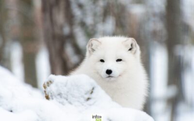 Grottes de Han ouvre ses portes