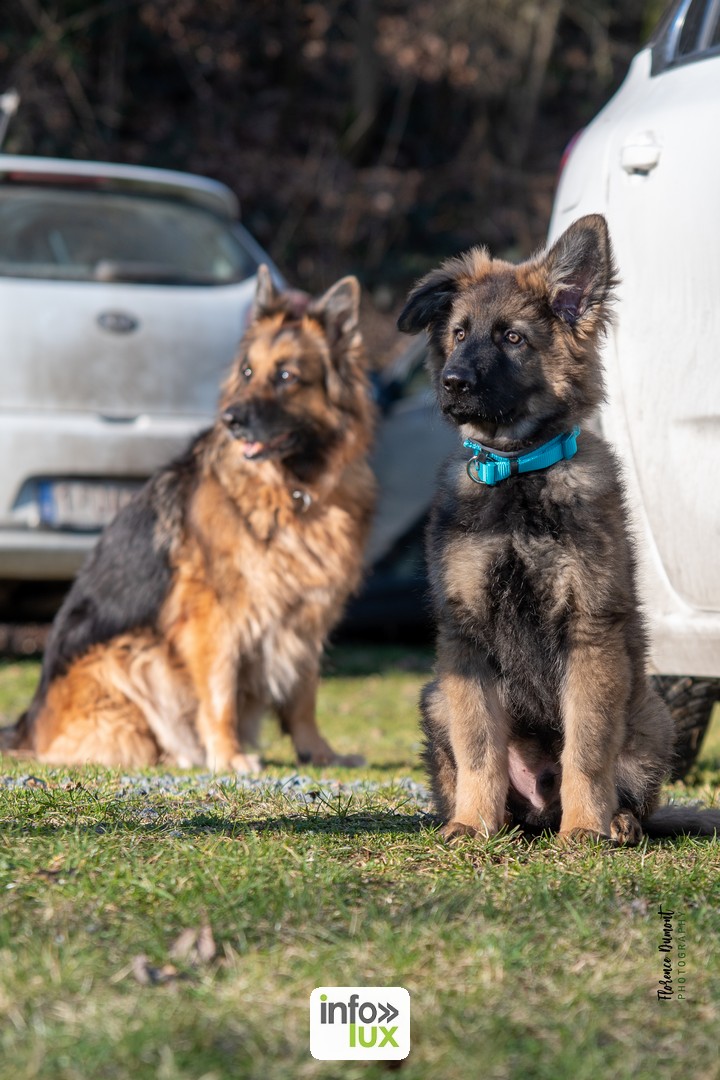 Club canin