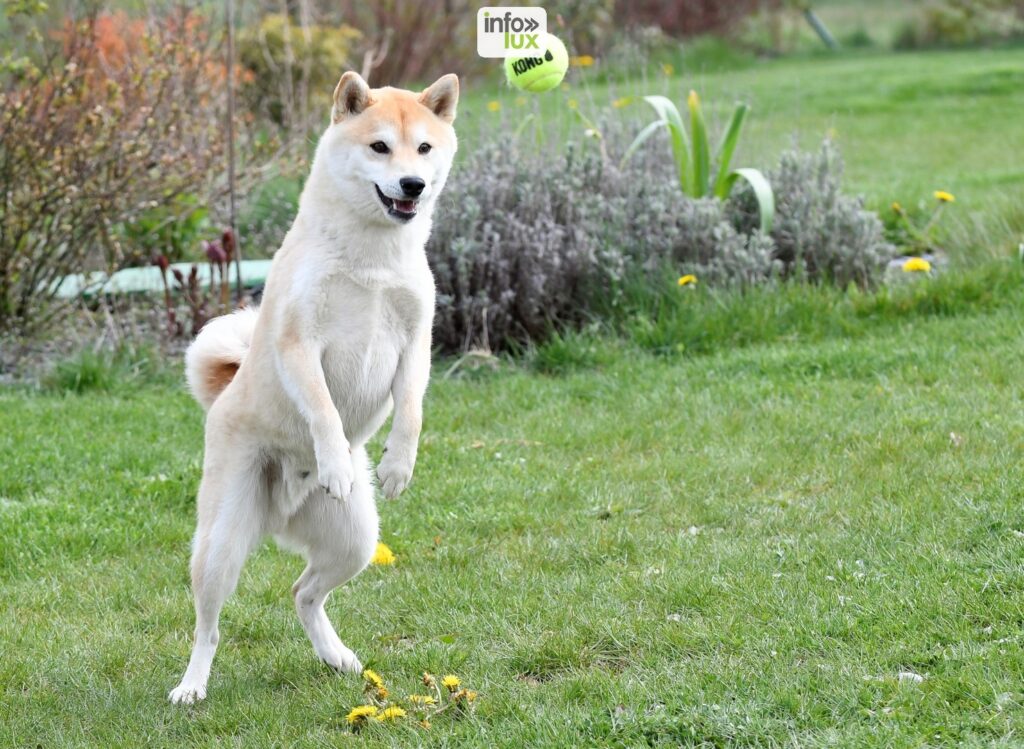 Livre sur l'éducation canine