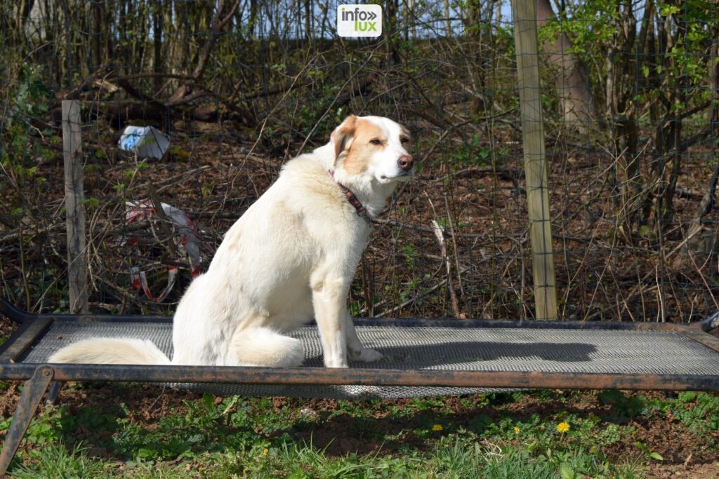 Comment bien éduquer son chien