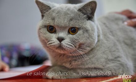 Salon du Chat Arlon – Photos