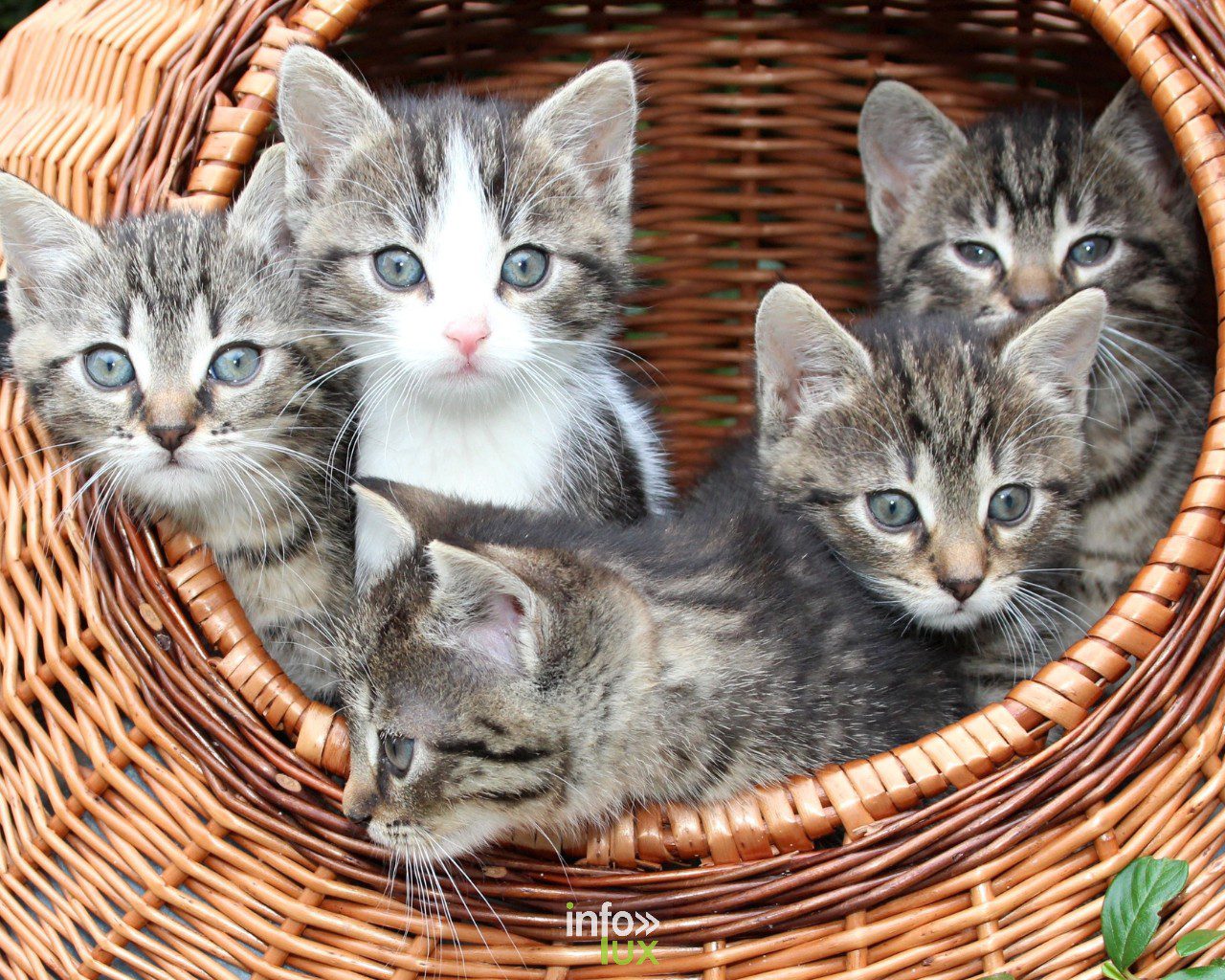 Permis de détention d’un animal