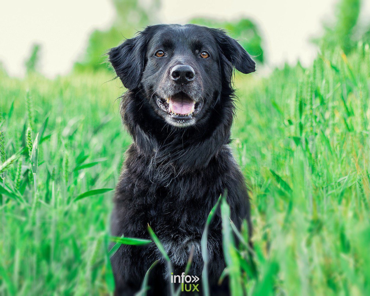 Permis de détention d’un animal