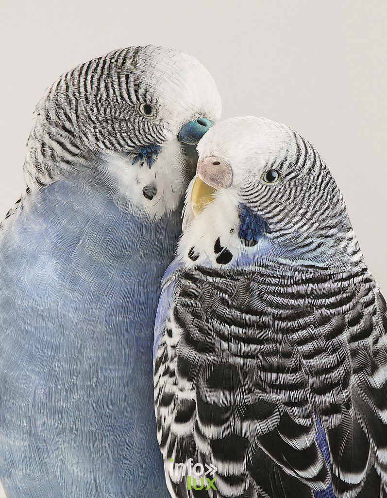 Bruxelles > Expo photo "Des Oiseaux"