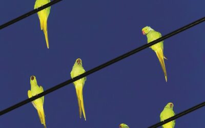 Bruxelles > Expo photo “Des Oiseaux”