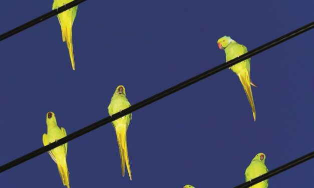 Bruxelles > Expo photo “Des Oiseaux”