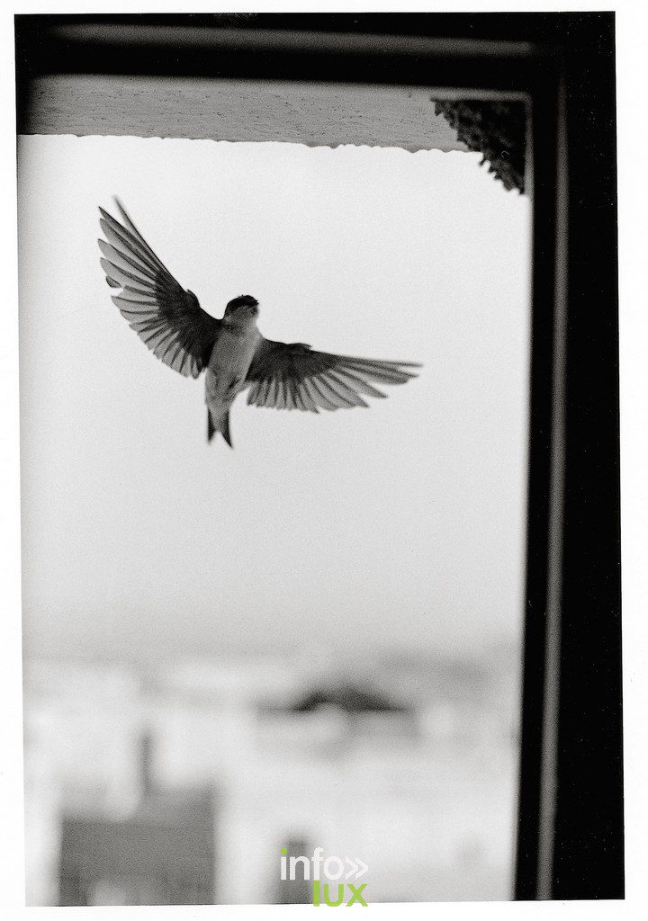 Bruxelles > Expo photo "Des Oiseaux"