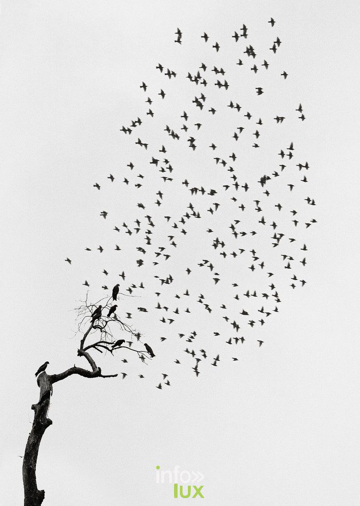 Bruxelles > Expo photo "Des Oiseaux"