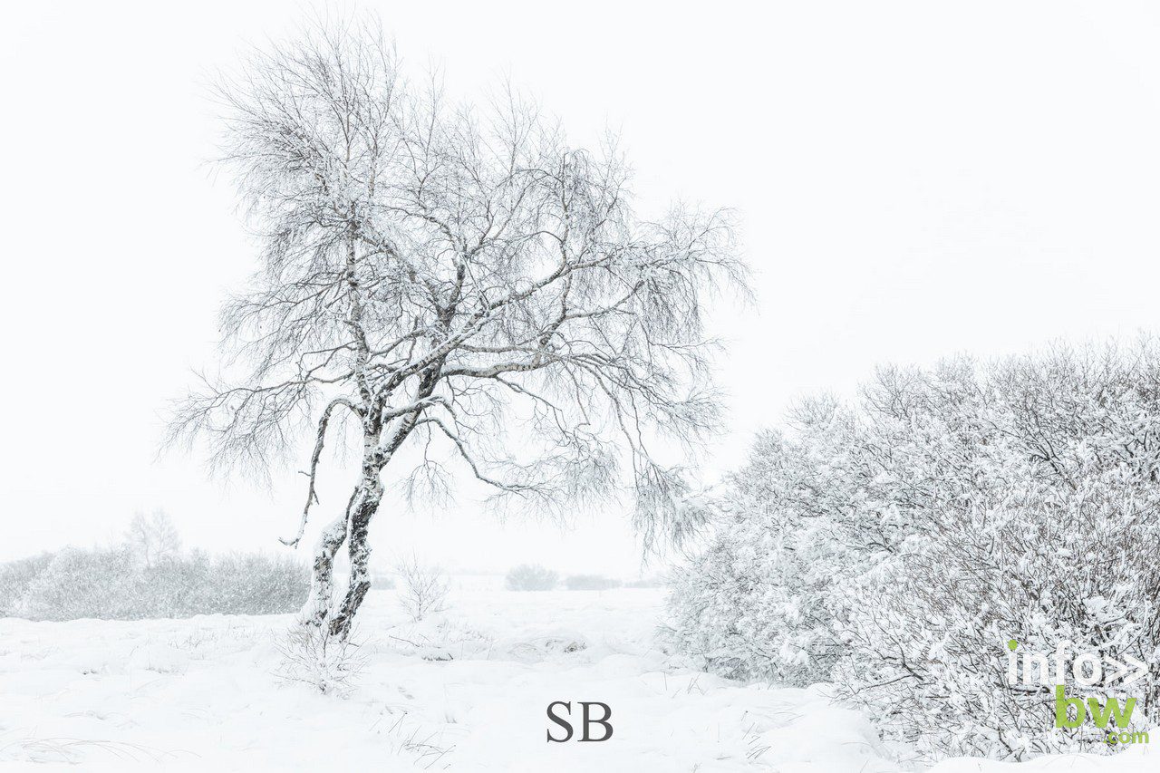 Samuel BOUCHOMS > photographe nature.