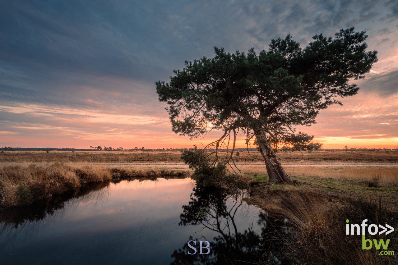 Samuel BOUCHOMS > photographe nature.