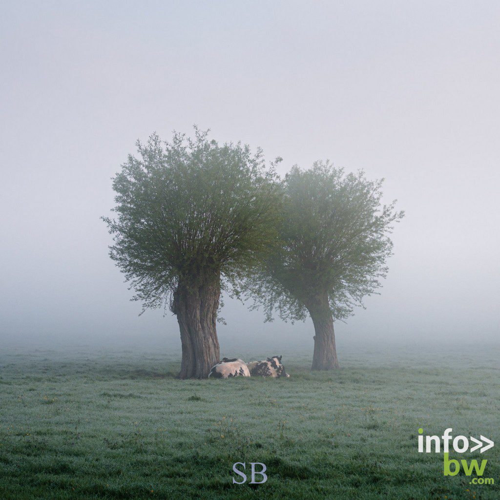 Samuel BOUCHOMS > photographe nature.