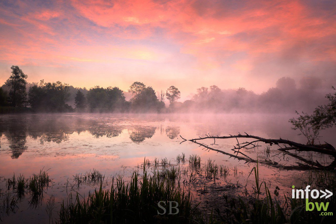 Samuel BOUCHOMS > photographe nature.