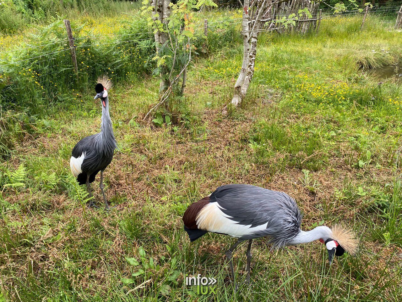 ZooParc > Vaux-sur-Sûre