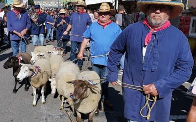 « La Hämmelsmarsch et la Marche des Moutons  »