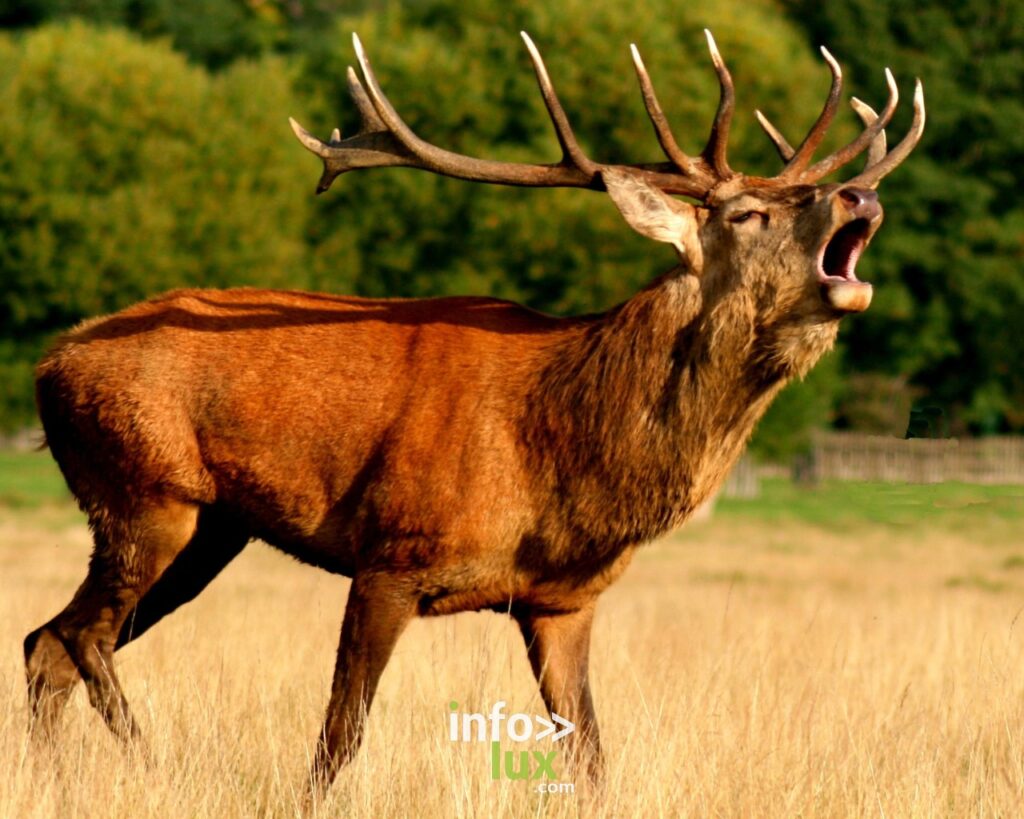 Le brame du cerf en Forêt d’Anlier