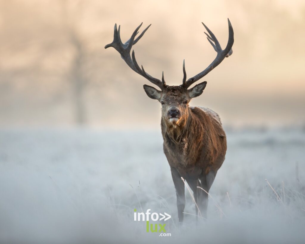 Le brame du cerf en Forêt d’Anlier