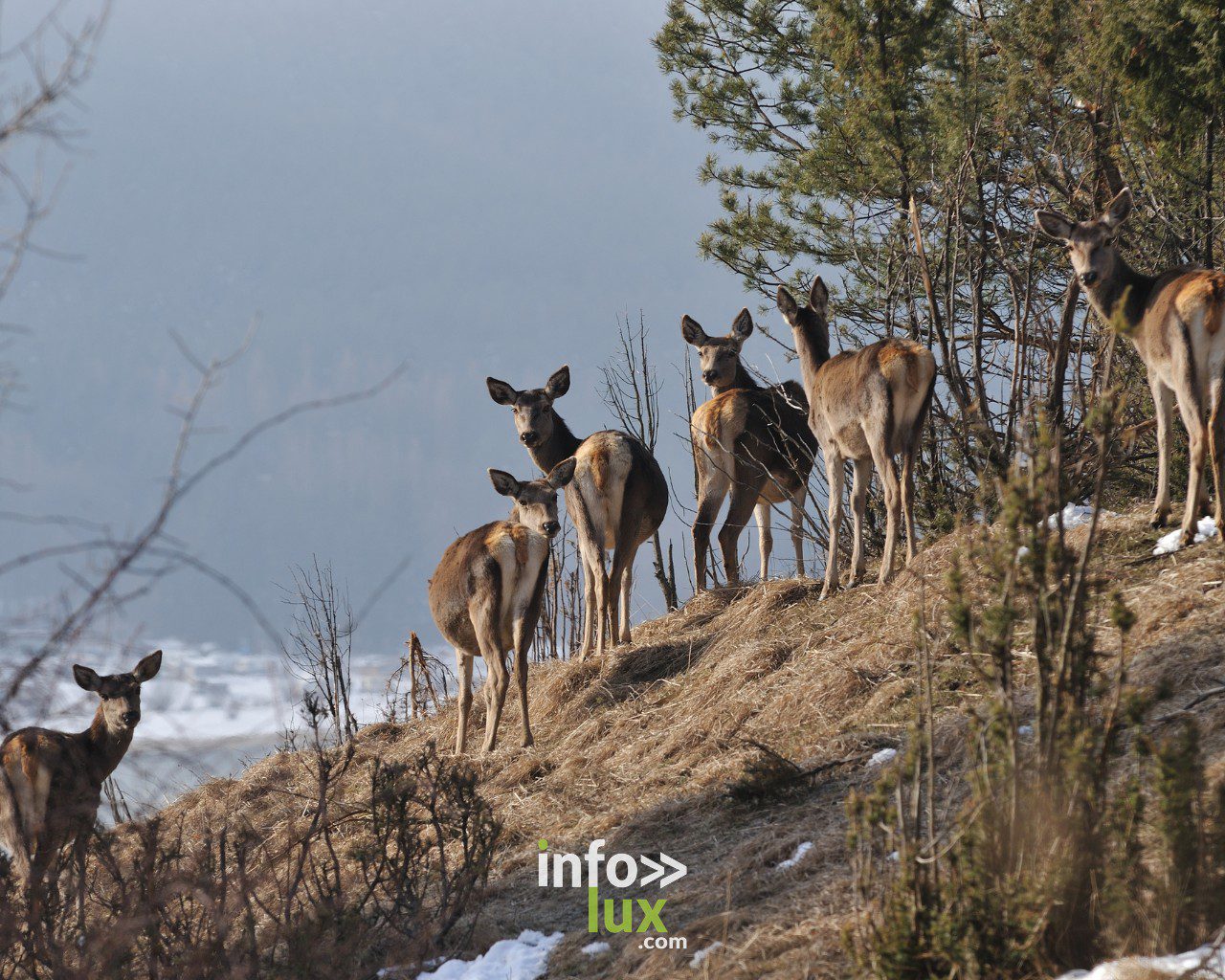 Le brame du cerf en Forêt d’Anlier