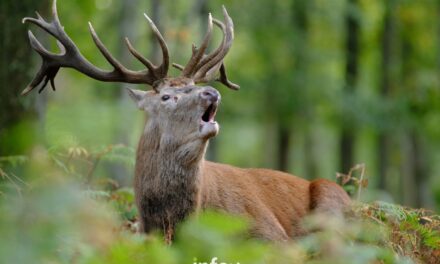 Brâme du cerf > forêt d’Anlier