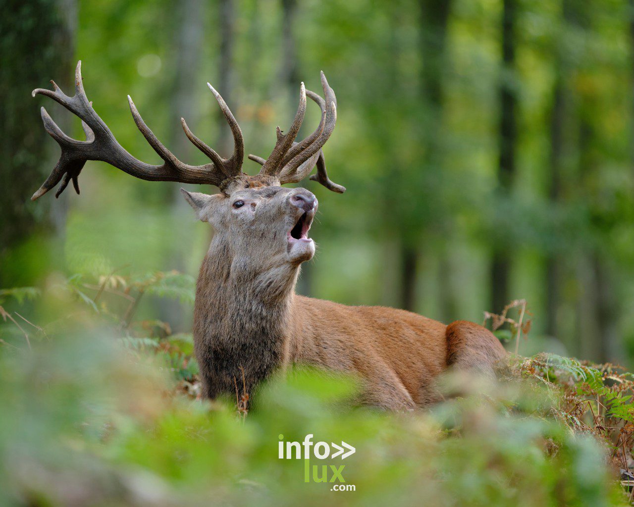 Le brame du cerf en Forêt d’Anlier