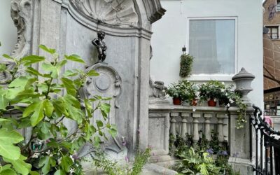 Bruxelles en fleurs > Photos