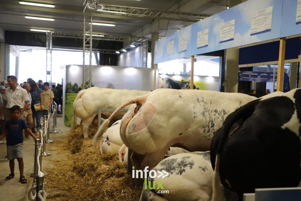 La Foire de Libramont en Photos