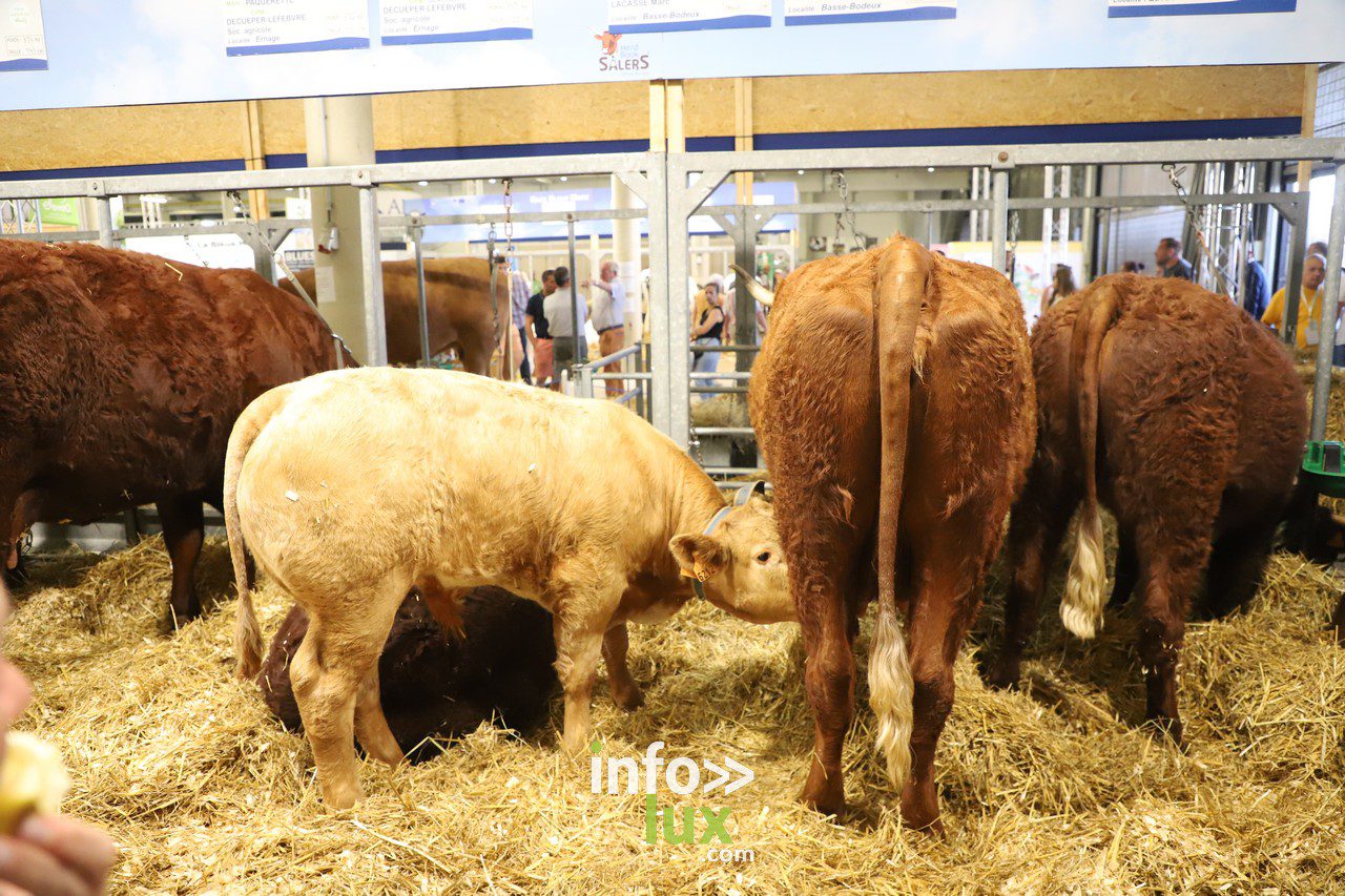 La Foire de Libramont en Photos