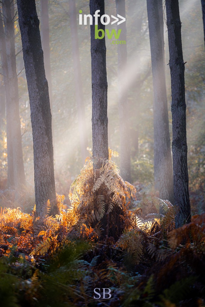 Le photographe nature, Samuel Bouchoms, propose quelques clichés qui montrent la beauté des couleurs de l'automne.