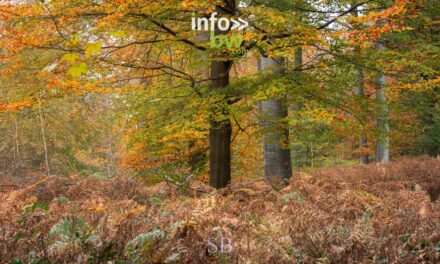 Couleurs d’automne > Samuel Bouchoms