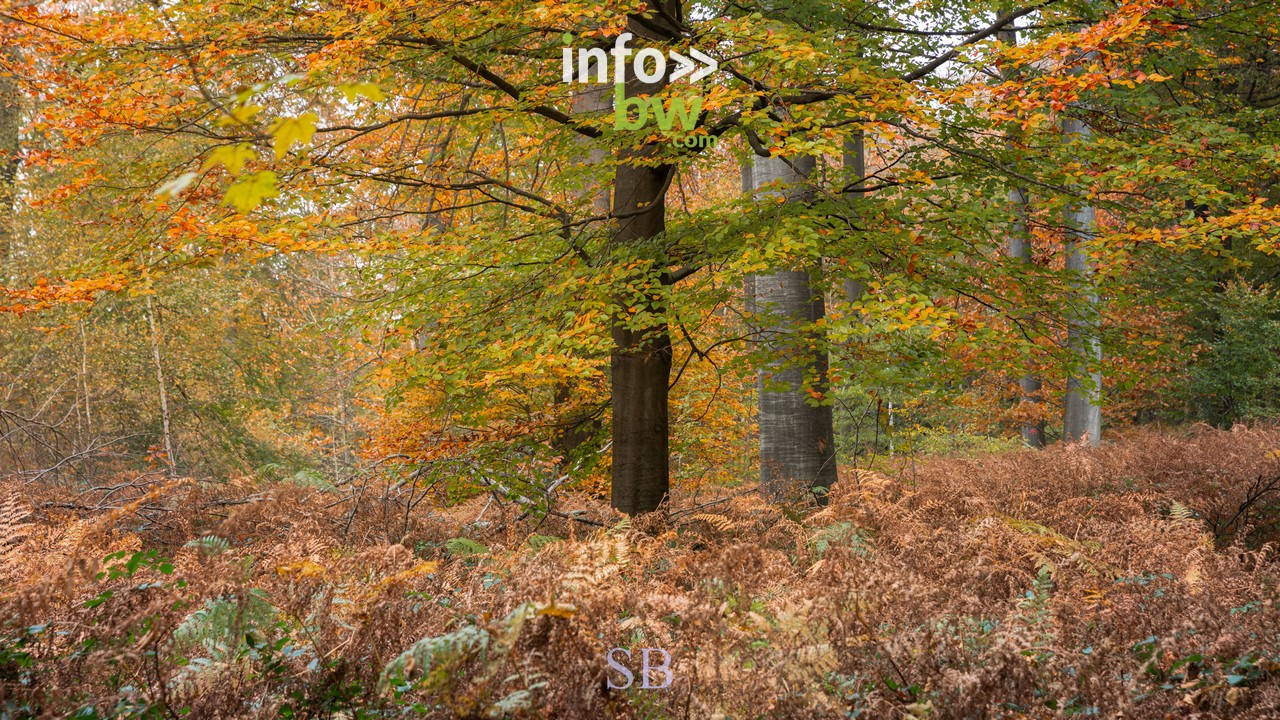 Le photographe nature, Samuel Bouchoms, propose quelques clichés qui montrent la beauté des couleurs de l'automne.