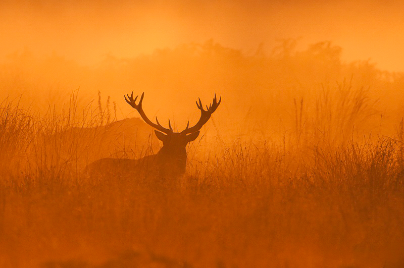 Photographe animalier 