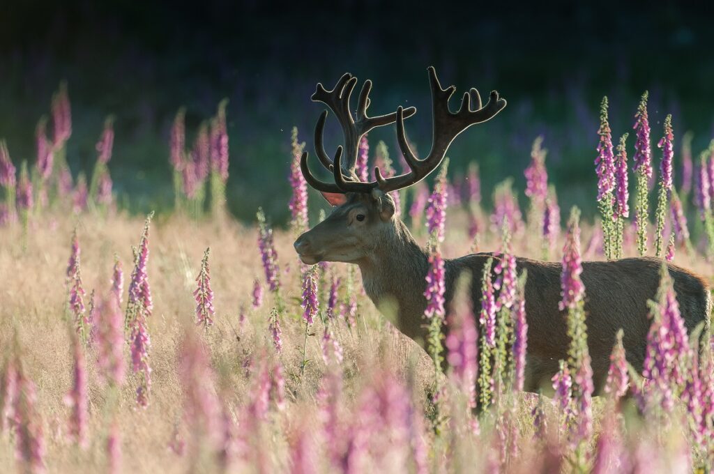 Marc CIMINO, photographe animalier à Attert .