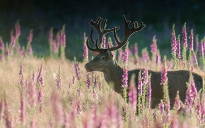 Photographe animalier > Attert > conférence