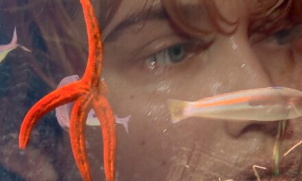 HASSELT > NOUVELLES EXPOSITIONS > Z33