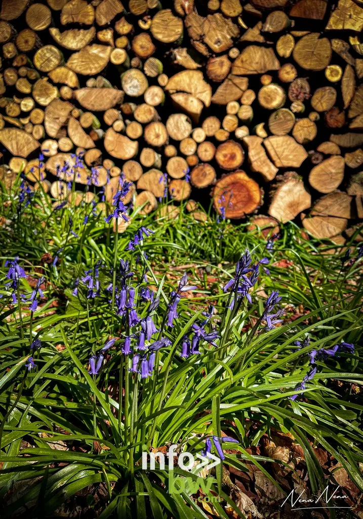 Durant le mois d'avril, le bois de Halle se recouvre d'un tapis de jacinthes sauvages. Un régal pour yeux!  Le paradis pour les photographes!