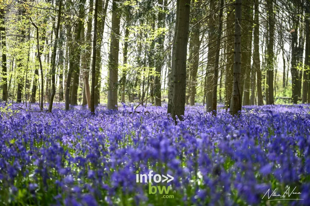 Durant le mois d'avril, le bois de Halle se recouvre d'un tapis de jacinthes sauvages. Un régal pour yeux!  Le paradis pour les photographes!