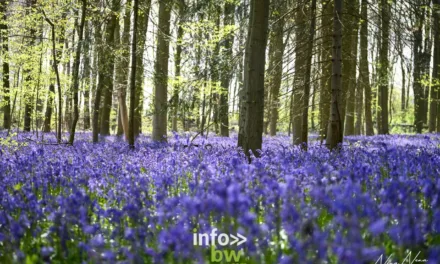 Halle > Fleurs > Jacinthes Sauvages
