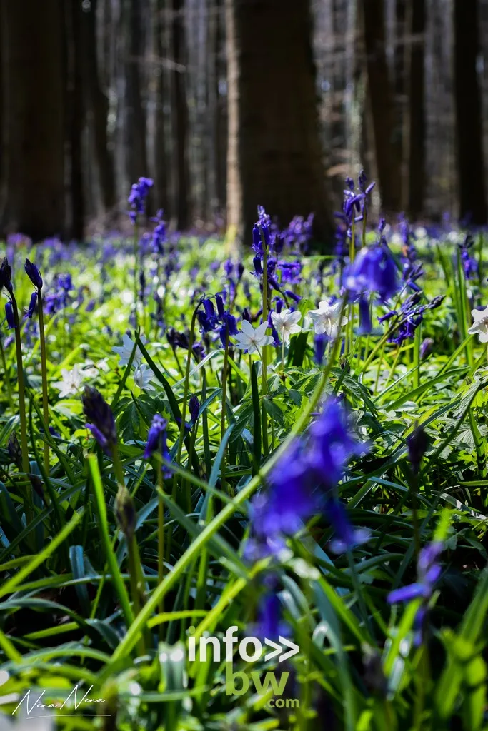 Durant le mois d'avril, le bois de Halle se recouvre d'un tapis de jacinthes sauvages. Un régal pour yeux!  Le paradis pour les photographes!