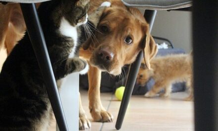 NEUFCHÂTEAU > CONVENTION > BIEN-ÊTRE ANIMAL