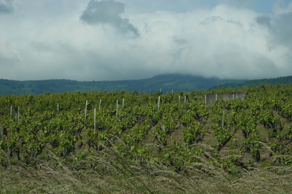 HOTEL DES VIGNES> JULIENAS