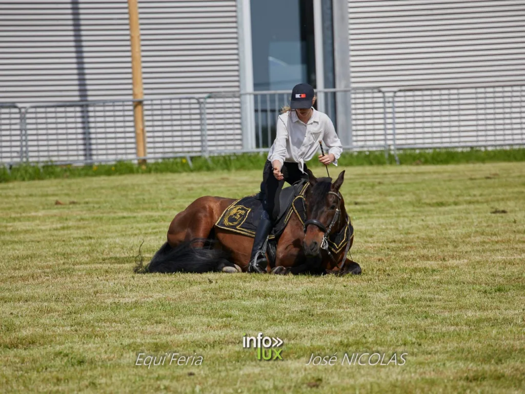 Libramont > Equi'Feri > Photos