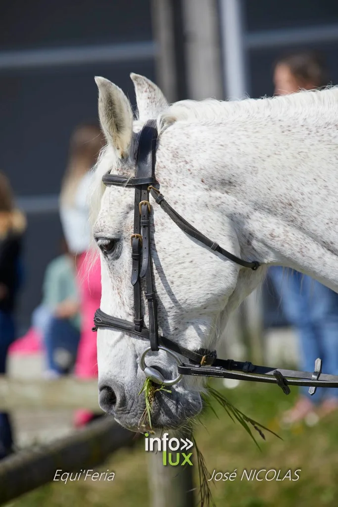 Libramont > Equi'Feri > Photos
