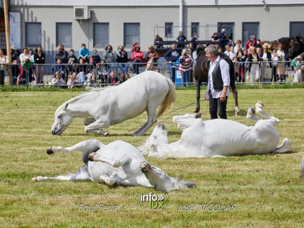 Libramont > Equi'Feri > Photos