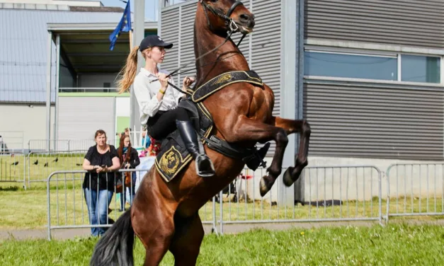 Libramont > Equi’Feri > Photos