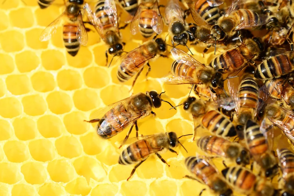 conférence bien être Attert abeille