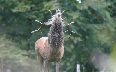 ANLIER > Forêt >  Brame du cerf