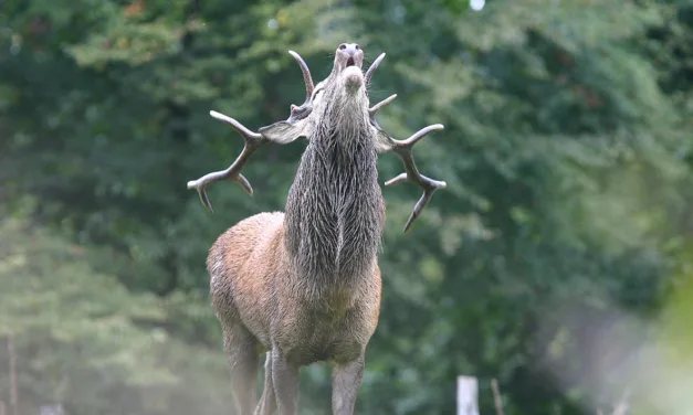 ANLIER > Forêt >  Brame du cerf