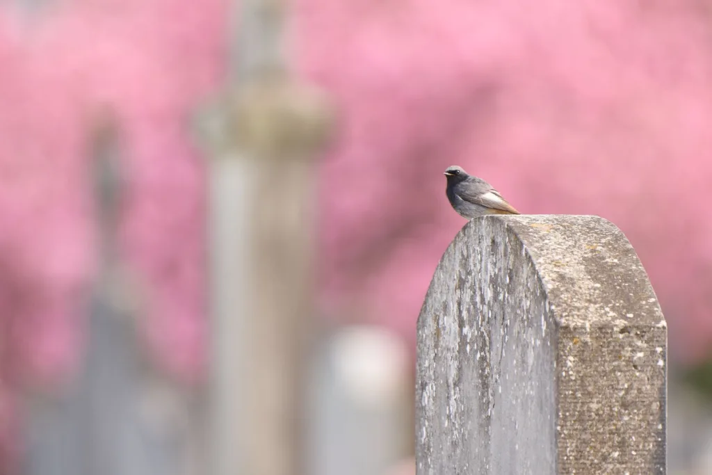 NAMUR > FESTIVAL > NATUREINTERNATIONAL NATURE